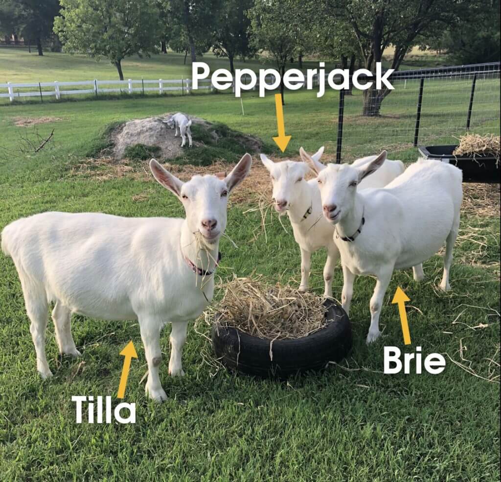 Goats.jpg