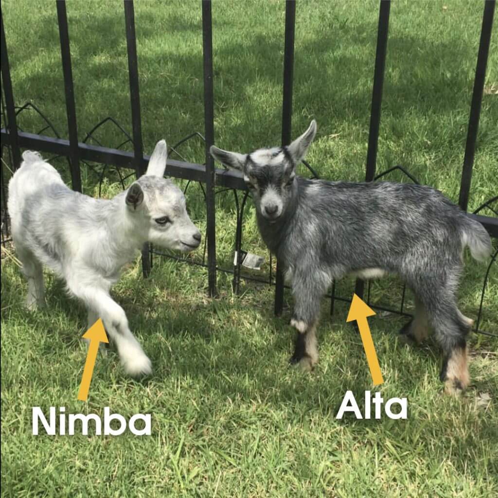 little goats.jpg